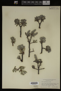 Salix barrattiana image