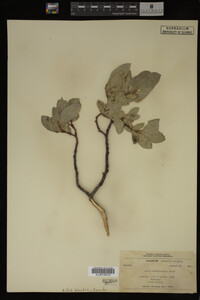 Salix barrattiana image