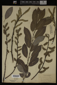 Salix bebbiana image