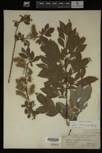 Salix bebbiana image