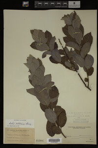 Salix bebbiana image
