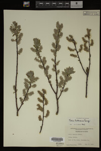Image Associated With the Occurrence