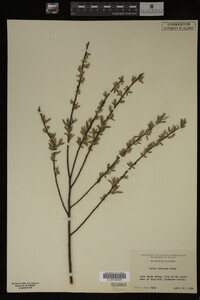 Salix bebbiana image