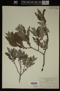 Image Associated With the Occurrence