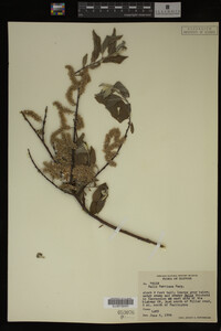 Image Associated With the Occurrence