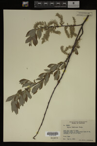 Salix bebbiana image