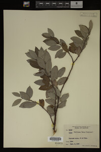 Image Associated With the Occurrence