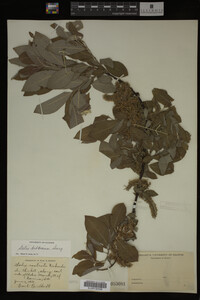 Salix bebbiana image