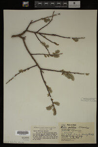 Image Associated With the Occurrence