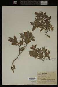 Salix bebbiana image