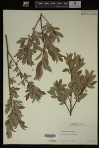 Image Associated With the Occurrence