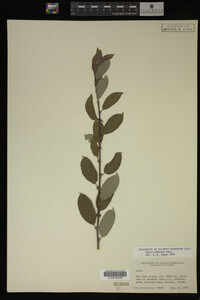 Salix bebbiana image