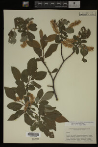 Salix bebbiana image