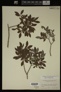 Salix bebbiana image