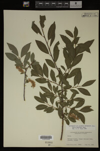 Salix bebbiana image