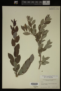 Image Associated With the Occurrence