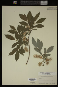 Salix bebbiana image