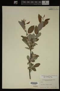 Salix bebbiana image