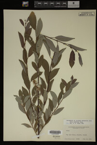 Salix bebbiana image