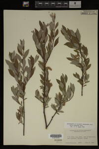 Image Associated With the Occurrence
