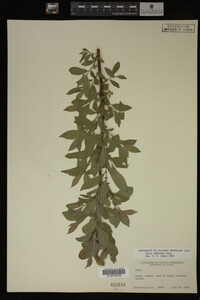 Image Associated With the Occurrence