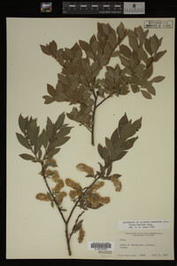 Image Associated With the Occurrence
