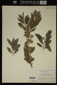 Salix bebbiana image