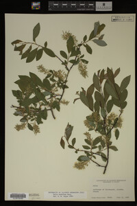 Salix bebbiana image