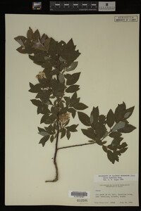 Image Associated With the Occurrence