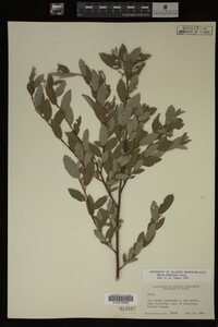 Image Associated With the Occurrence