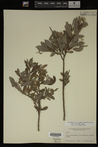 Salix bebbiana image