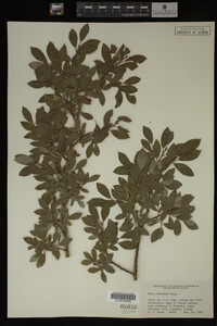 Image Associated With the Occurrence