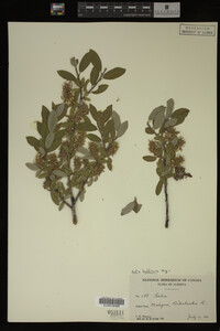 Salix bebbiana image