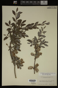 Salix bebbiana image