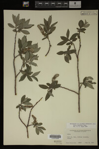 Salix bebbiana image