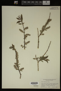 Image Associated With the Occurrence