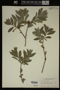 Image Associated With the Occurrence
