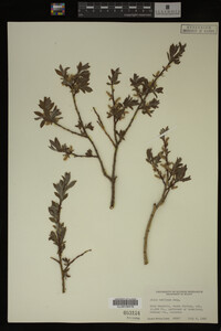 Image Associated With the Occurrence