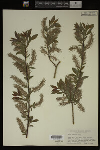 Salix bebbiana image