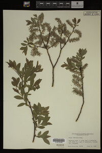 Salix bebbiana image