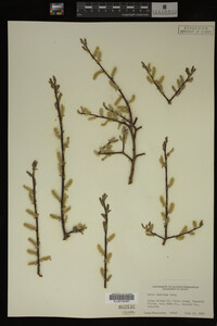Salix bebbiana image