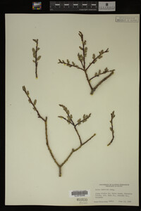 Salix bebbiana image