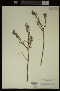Image Associated With the Occurrence