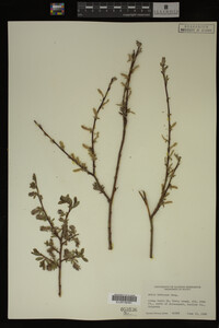 Salix bebbiana image