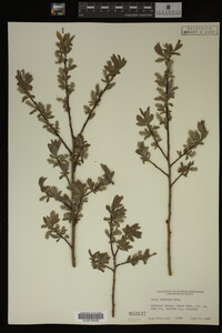 Image Associated With the Occurrence