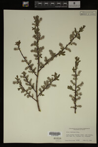 Image Associated With the Occurrence