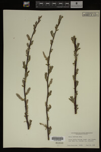 Image Associated With the Occurrence