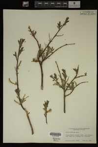 Salix bebbiana image