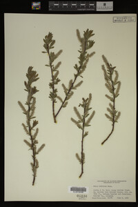 Image Associated With the Occurrence