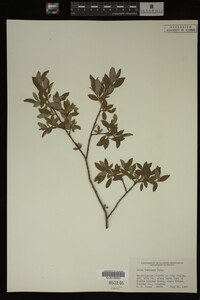 Salix bebbiana image